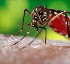 17 действенных советов, которые избавят вас от зуда после укусов комаров