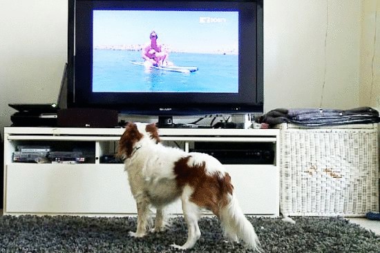 Почему и что смотрят собаки по ТВ