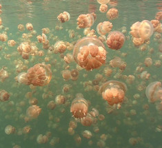 Завораживающее зрелище: миллион медуз в одном озере
