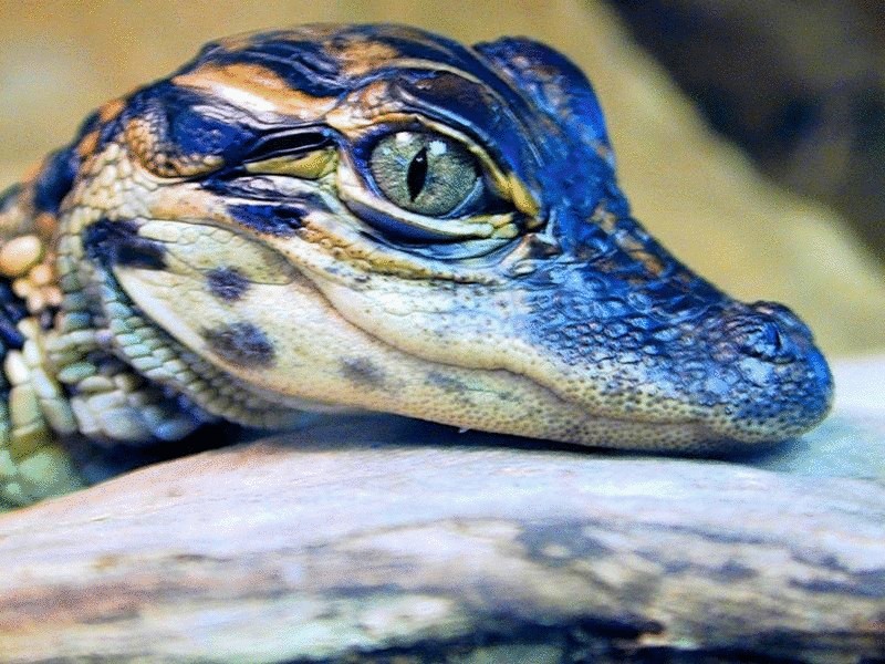 Почему насекомые пьют крокодиловы слезы