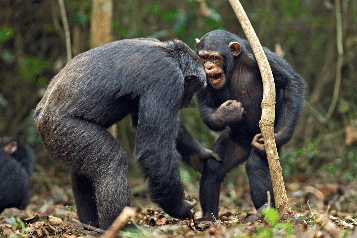 Шимпанзе как люди или люди как шимпанзе