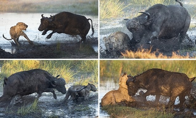 Схватка между львами и буйволами в Ботсване