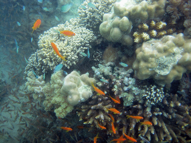 Некоторые кораллы приспособились к потеплению океана