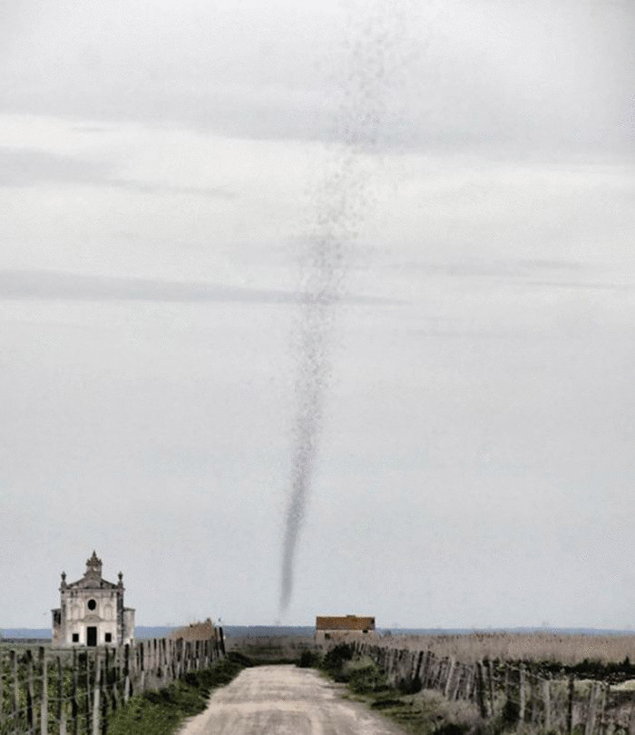 Смертоносное торнадо из саранчи накрыло португальскую деревню