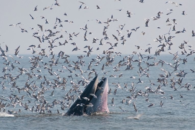 Горбатые киты в разных океанах отличаются – новое в биологии