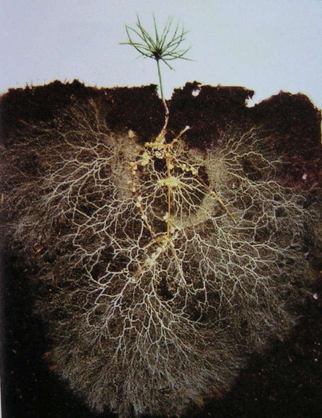Удивительное открытие—растения общаются друг с другом через почву 