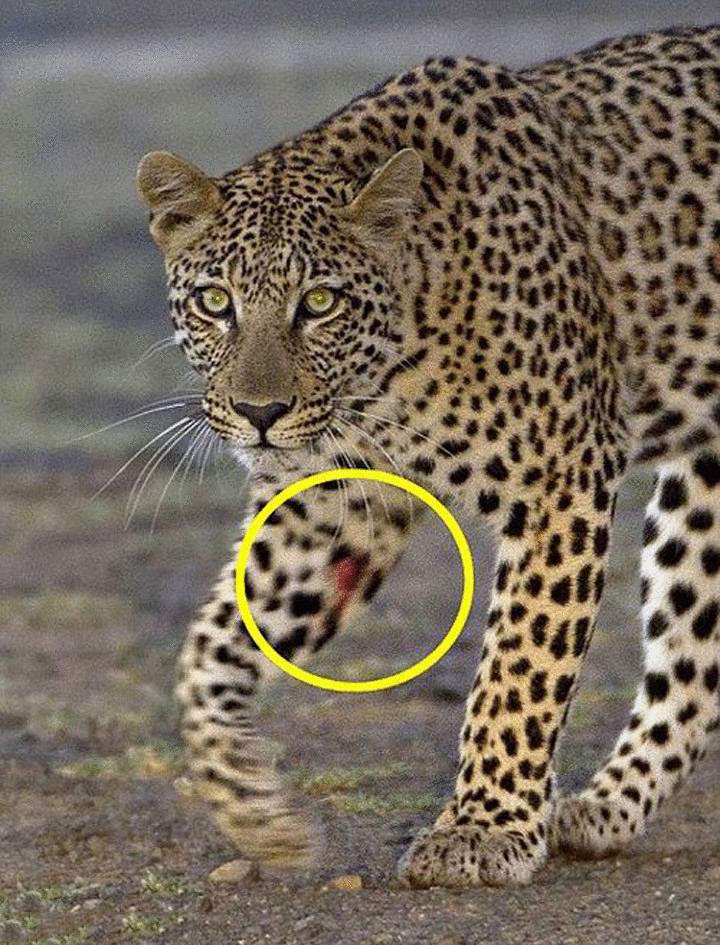 Фоторепортаж—Схватка леопарда и дикобраза