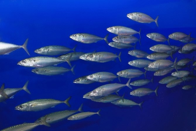 Сможет ли рыба спасти нашу планету