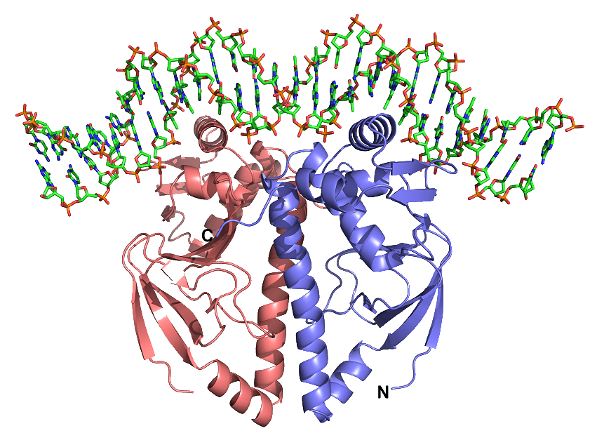 Регуляторные белки  работают по принципу Тома Сойера