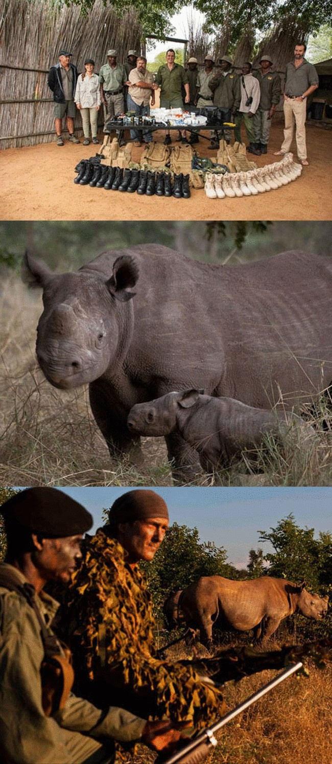 Носорогов в Зимбабве спасает бывший спецназовец.