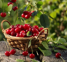 Как получить небывалый урожай вишни 