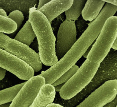 Ученые впервые извлекли электричество из бактерий