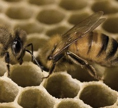 Пыльца пчелиная