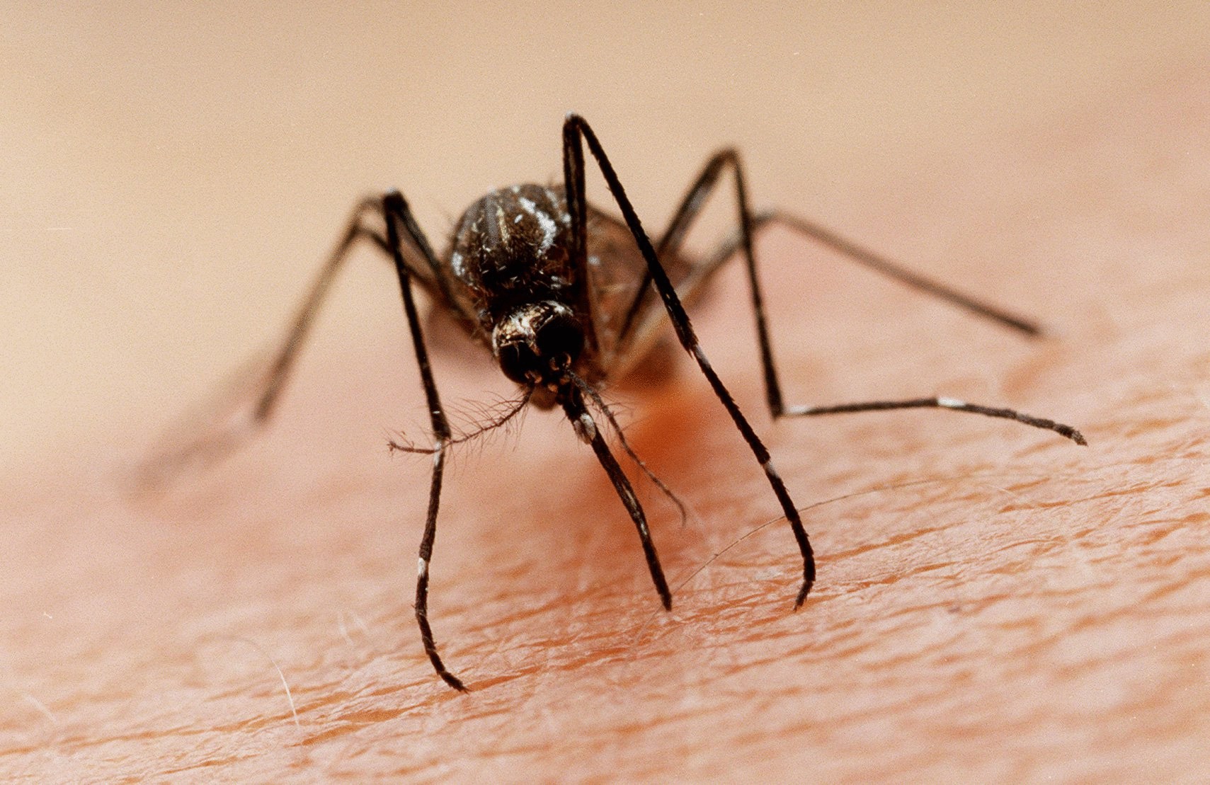 Почему комары пьют нашу кровь?