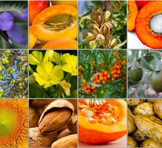 Уникальные свойства различных растительных масел — сохраните себе!