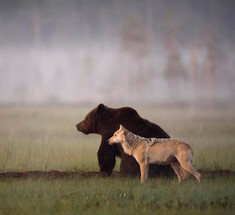 Удивительная дружба между медведем и волчицей
