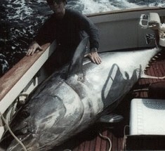 Самый большой тунец в мире