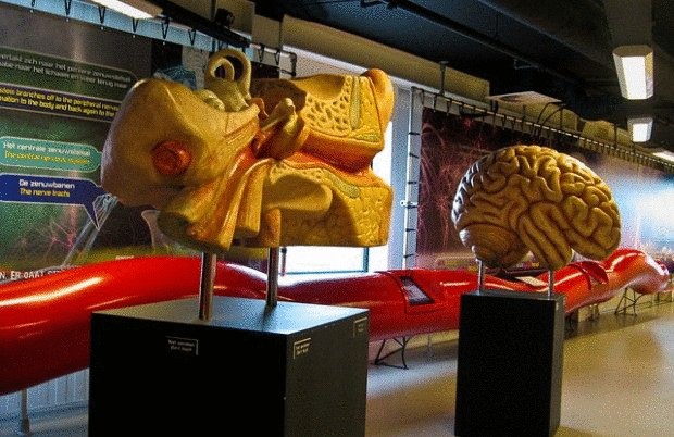 Музей человеческого тела