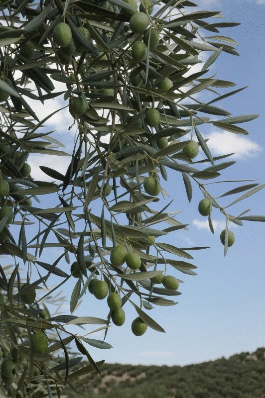 Польза оливок и маслин