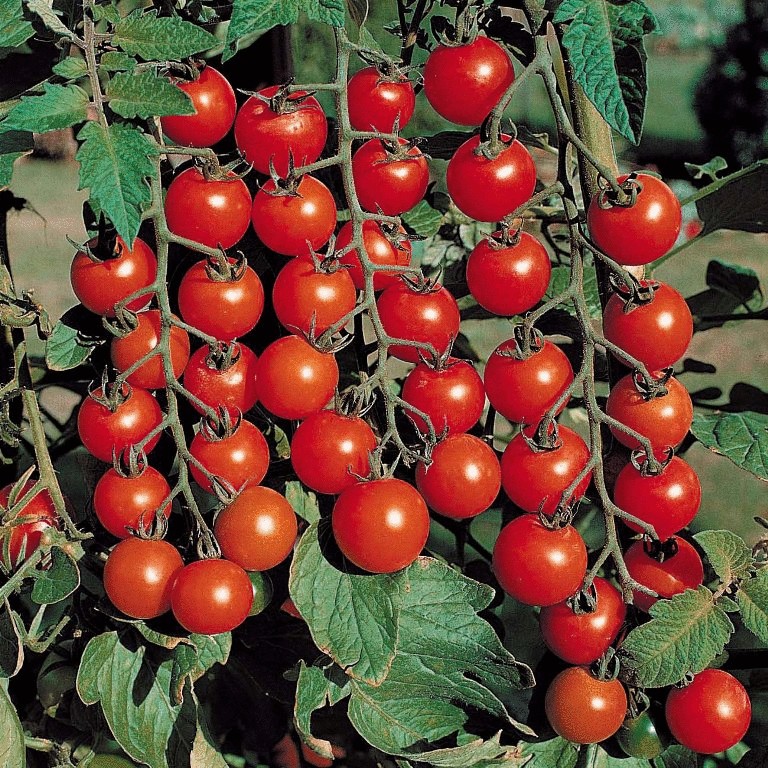 Как вырастить декоративные помидоры дома?