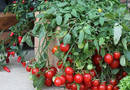 Комнатные томаты — сорта для выращивания на подоконнике