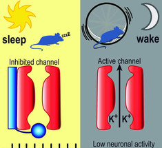 Как мозг решает, когда нам спать, а когда - просыпаться