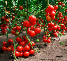Как правильно поливать томаты в различные периоды развития 