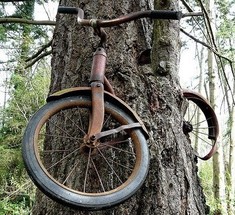 История велосипеда вросшего в дерево