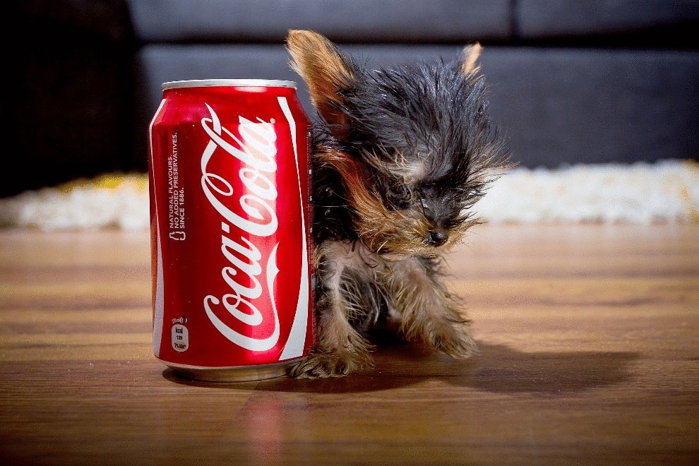 Самая маленькая собака в мире весит всего 150 грамм