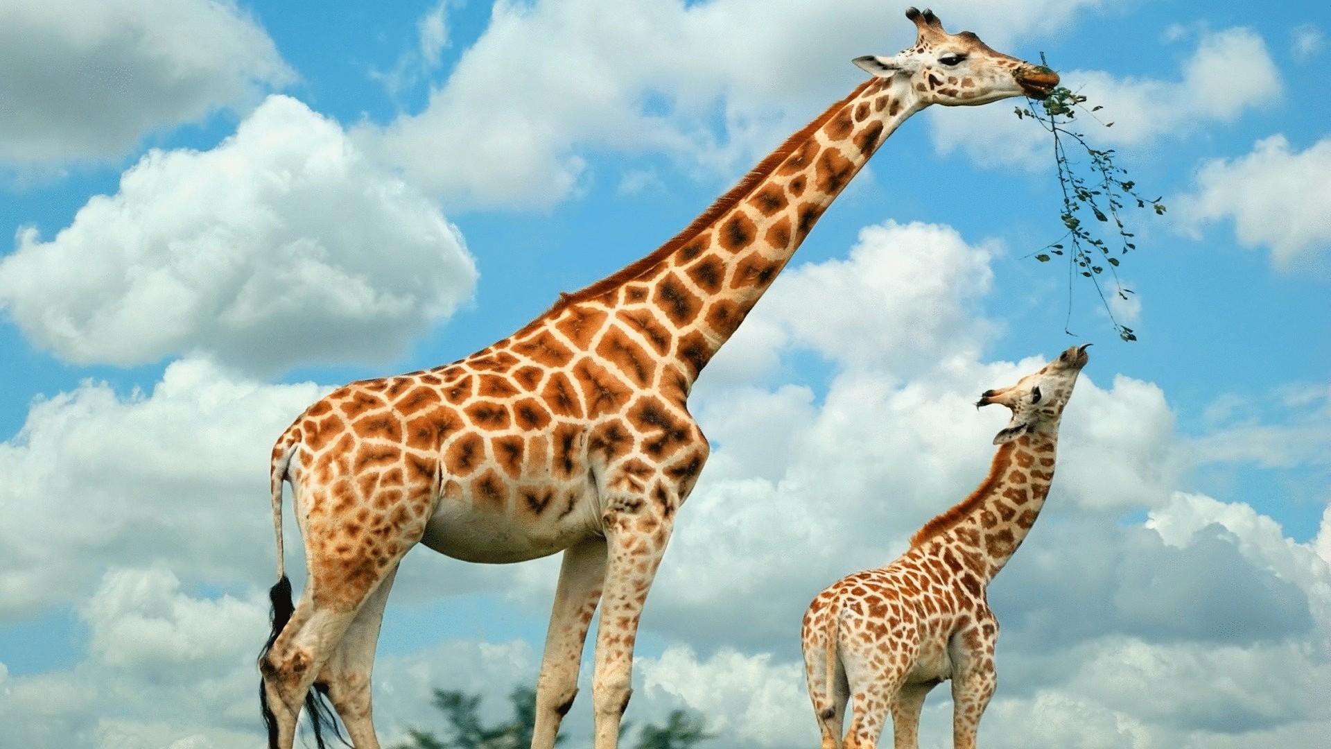 Почему у жирафа длинная шея - над загадкой эволюции вида ученые веками ломают головы