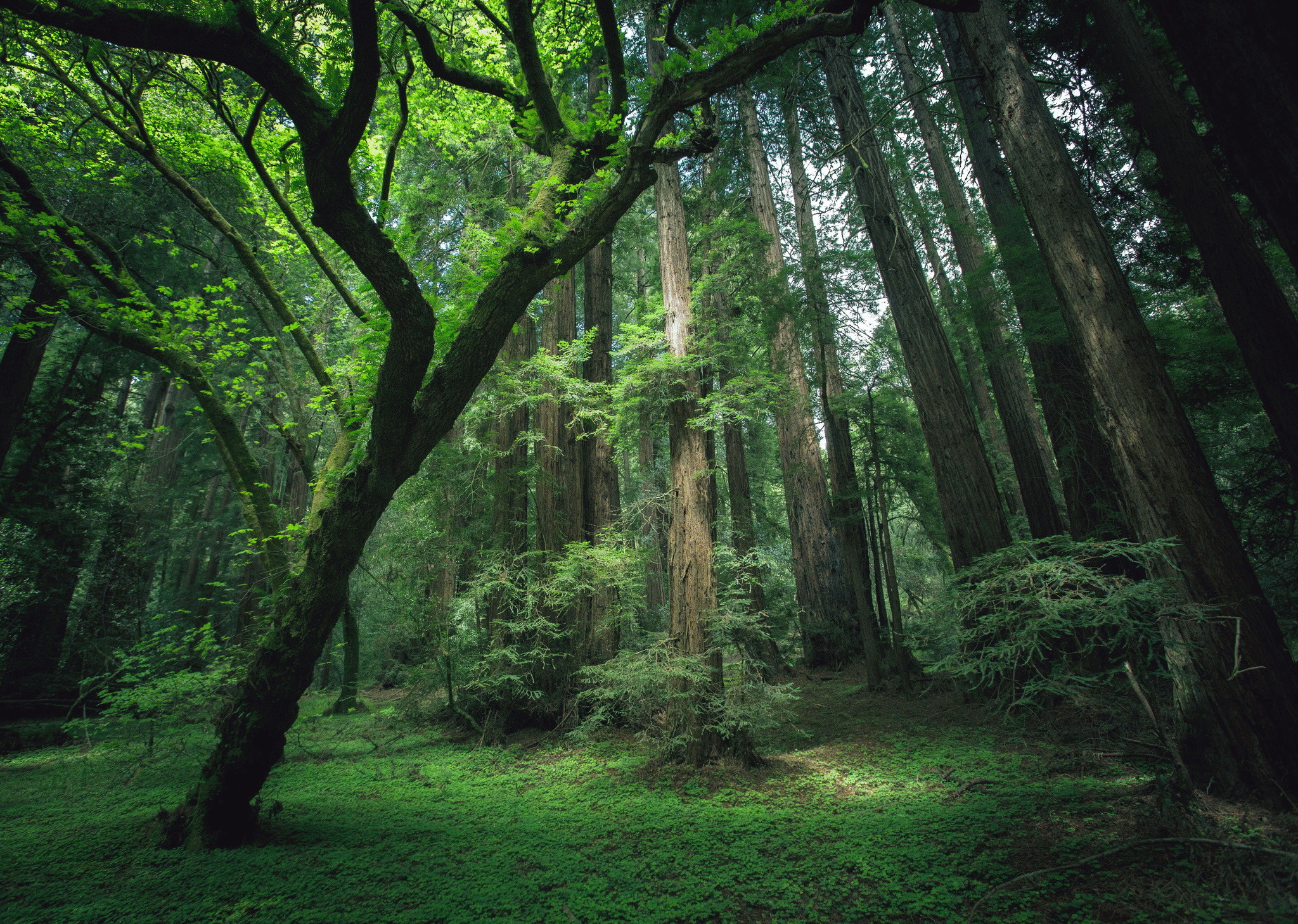 i-Tree: программа, которая оценивает экономическую ценность деревьев