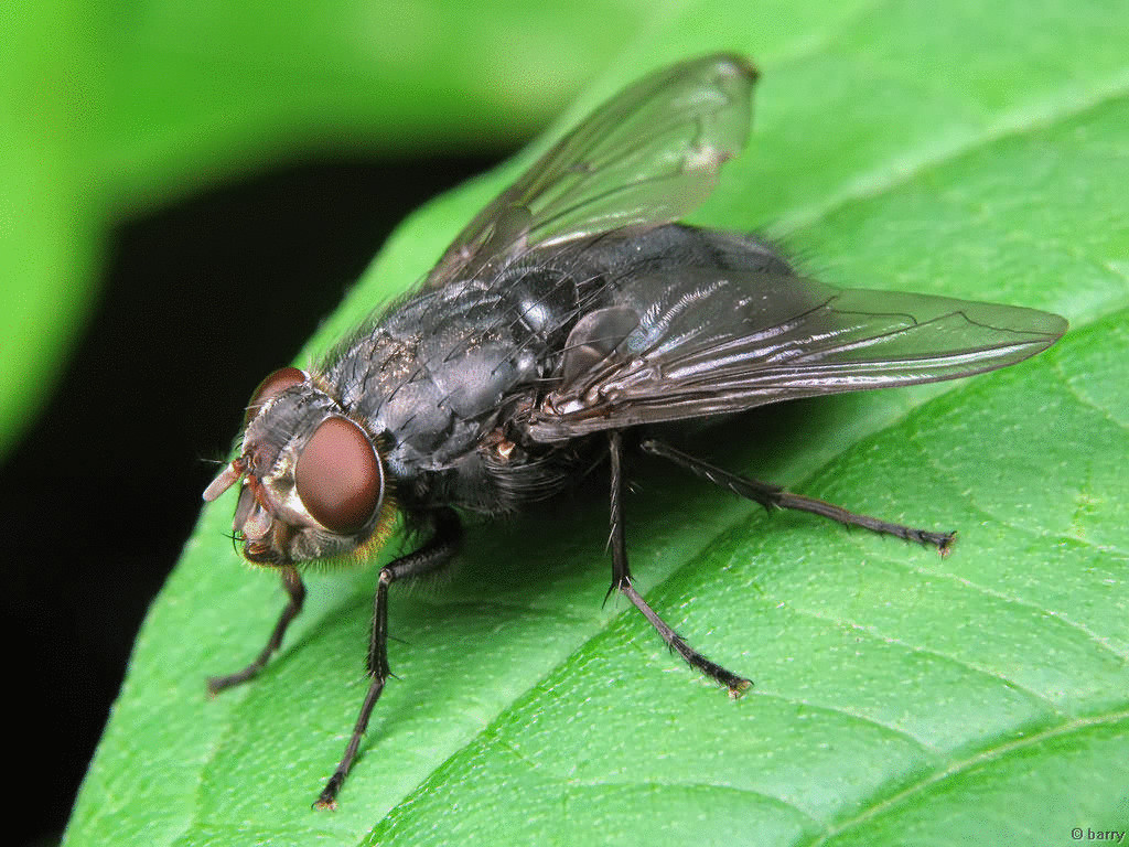 Топ-3 самых опасных насекомых в летний период
