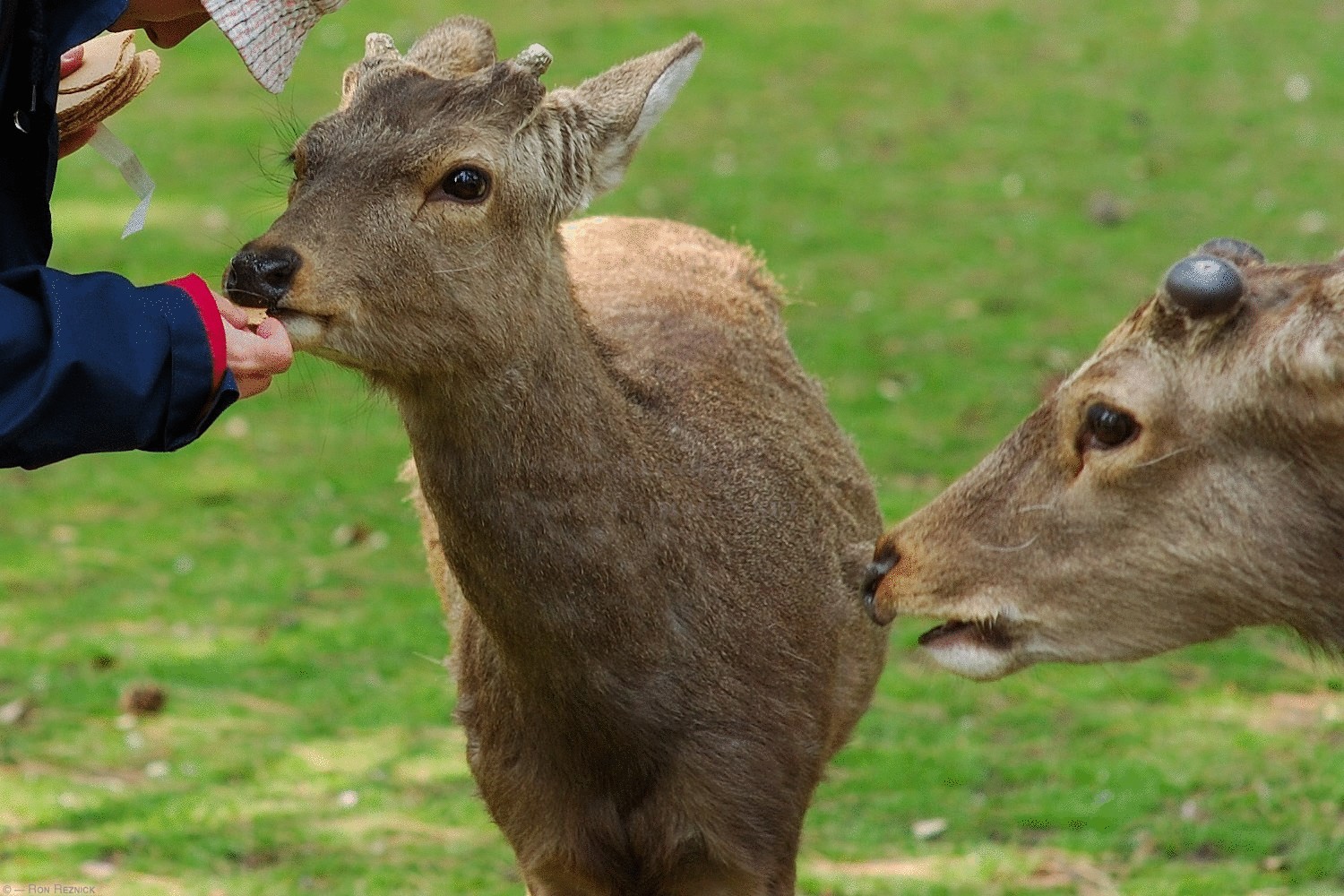 В Японии дикие олени кланяются, когда люди дают им угощение
