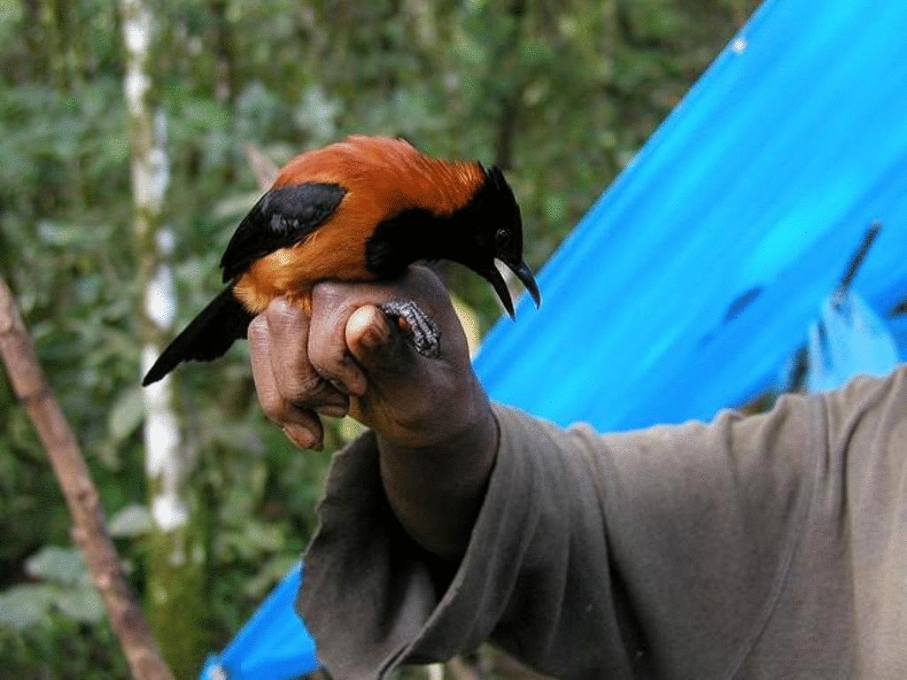 Существует уникальная ядовитая птица - питаху