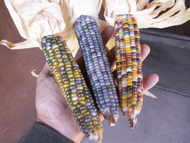 Первую разноцветную кукурузу вырастили в США