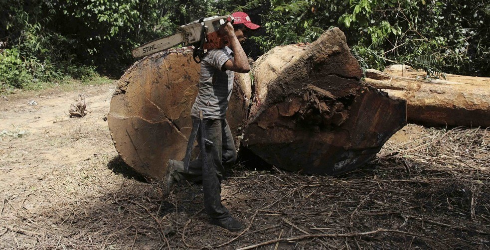 Как уничтожают леса Амазонии?