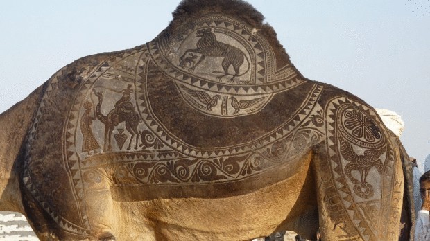 Необычное искусство — верблюжий боди-арт