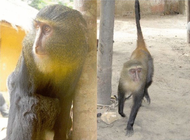 В Конго обнаружили новый вид обезьян