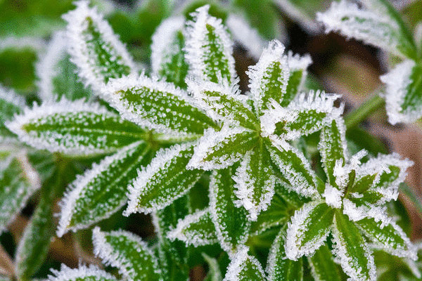 Как защитить растения от возвратных заморозков