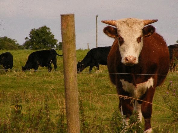 Как ученые делают ваниль из коровьего навоза и 17 других любопытных фактов об ароматизаторах