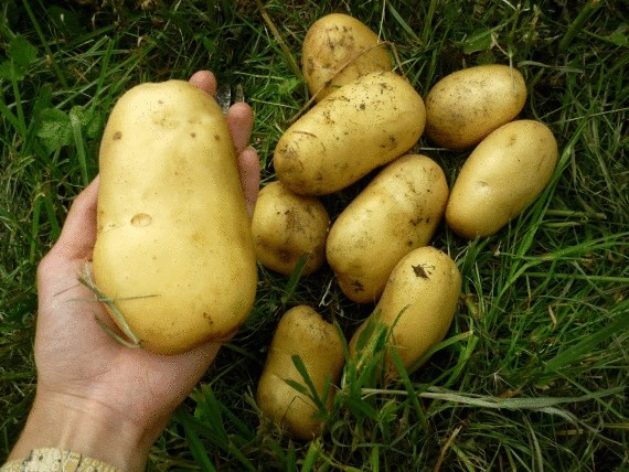 Огород под соломой: мешок картошки посадили, 25 собрали!