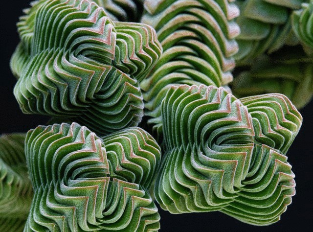 Удивительная природная симметрия в мире растений