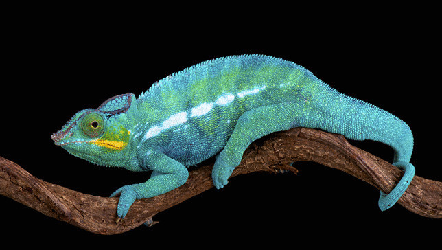 11 новых видов хамелеонов насчитали биологи на Мадагаскаре