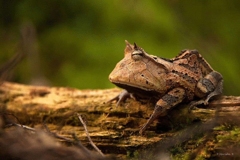 Самые удивительные и очаровательные представители жабьего царства