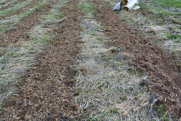 Как возродить убитую почву. Картофельное поле без трактора и плуга