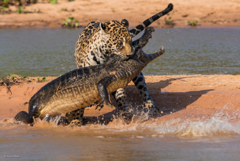 Невероятные фотографии дикой природы – участники ежегодного фотоконкурса BBC