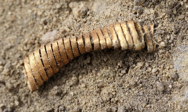 Золотая головоломка: датские археологи обнаружили загадочные спирали бронзового века
