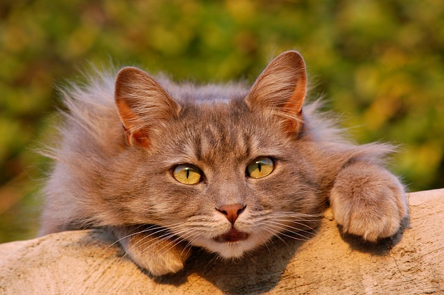 9 признаков, что ваша кошка любит Вас Original_cat-401124_640__econet_ru