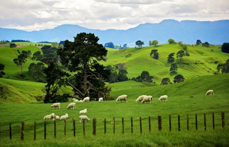 Новая Зеландия вместо угля перейдет на возобновляемые источники энергии