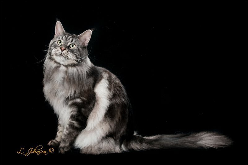 Неповторимые фото кошек от Ларри Джонсона